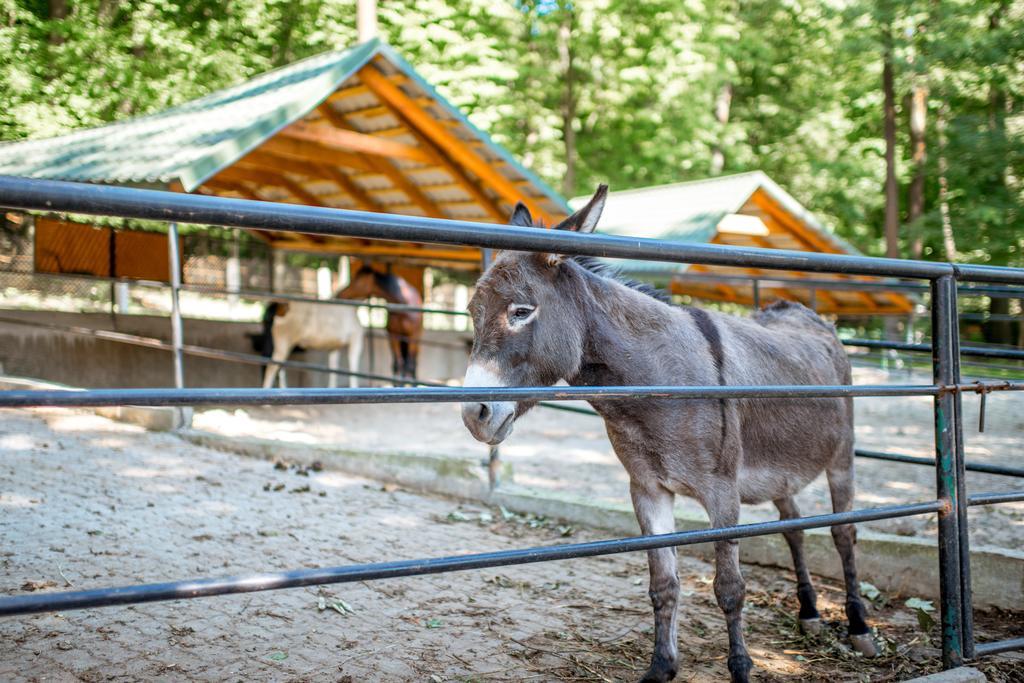 Buhta Vikingiv Hotel Vodniki Bagian luar foto
